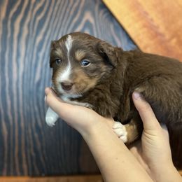 Apollo: Boy 3 Red-Tri - Australian Shepherd puppy from Magpie Springs Australian Shepherds