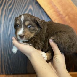 Apollo: Boy 3 Red-Tri - Australian Shepherd puppy from Magpie Springs Australian Shepherds