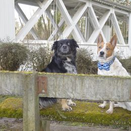 Australian Shepherds from Majestic Skyes Aussies
