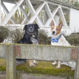 Australian Shepherds from Majestic Skyes Aussies