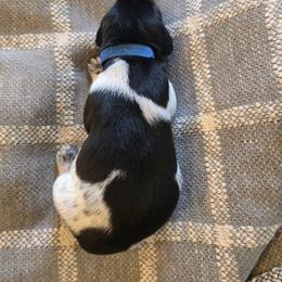 Blue Black - Black and white male German Shorthaired Pointer puppy in Linton, Indiana from Red White and Blue Kennel