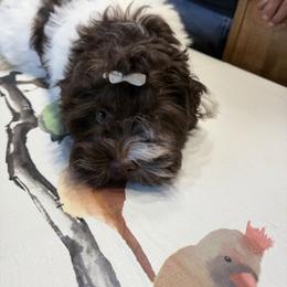 Ron - Chocolate male Havanese puppy in Wappapello, Missouri from Coraz’on Havanese