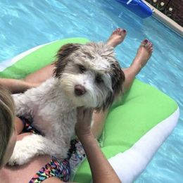 Aussiedoodle Puppies from Brambleberry Doodles