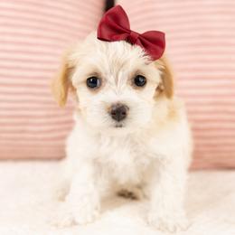 Honey - White female Maltipoo puppy in Salt Lake City, Utah from My Doodle Puppy