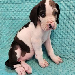 Piper - Harlequin Great Dane puppy in Cleburne, Texas from Nick and Megan's Danes