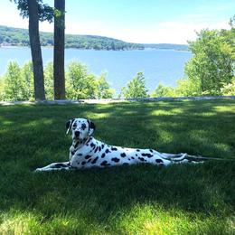 Dalmatian All Grown Up from Gateway Farm Dalmatians