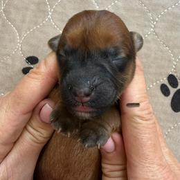 Fire Cracker (Cracker) - Wheaten male Whoodle puppy in Pima, Arizona from Schmidt's K9s