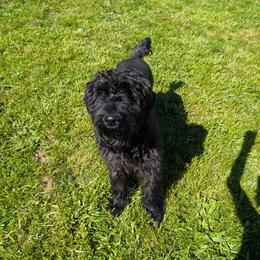 Giant Schnauzer All Grown Up from Princess Vivi Giant Schnauzer