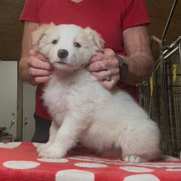 Boy 5 - Gold male Border Collie puppy in Farmersville, Texas from Omegamtn Border Collies