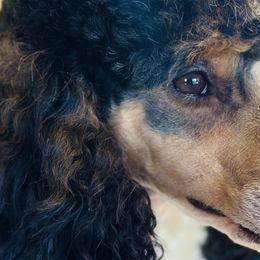 Poodles from Cityscape Moyen Poodles