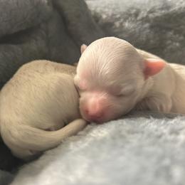 Grace - White female Maltese puppy in Coats, North Carolina from Angie's Puppies