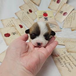 Ginny Weasley-docked tail - Sable female Pembroke Welsh Corgi puppy in Deming, New Mexico from Dragon Ridge Corgis