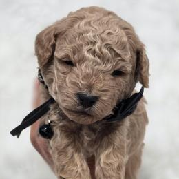 Scooby - Apricot male Goldendoodle puppy in Vernon, Texas from Sugarland's Texas Goldendoodles