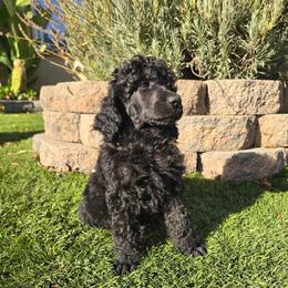 Axel - Blue male Poodle puppy in Roseville, California from Aura & Luxe Poodles