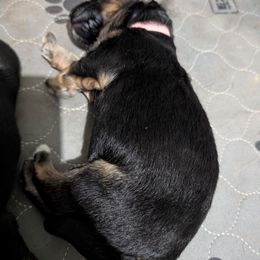Girl 1 - Black and red female German Shepherd puppy in Stuarts Draft, Virginia from Shengulli Shepherds