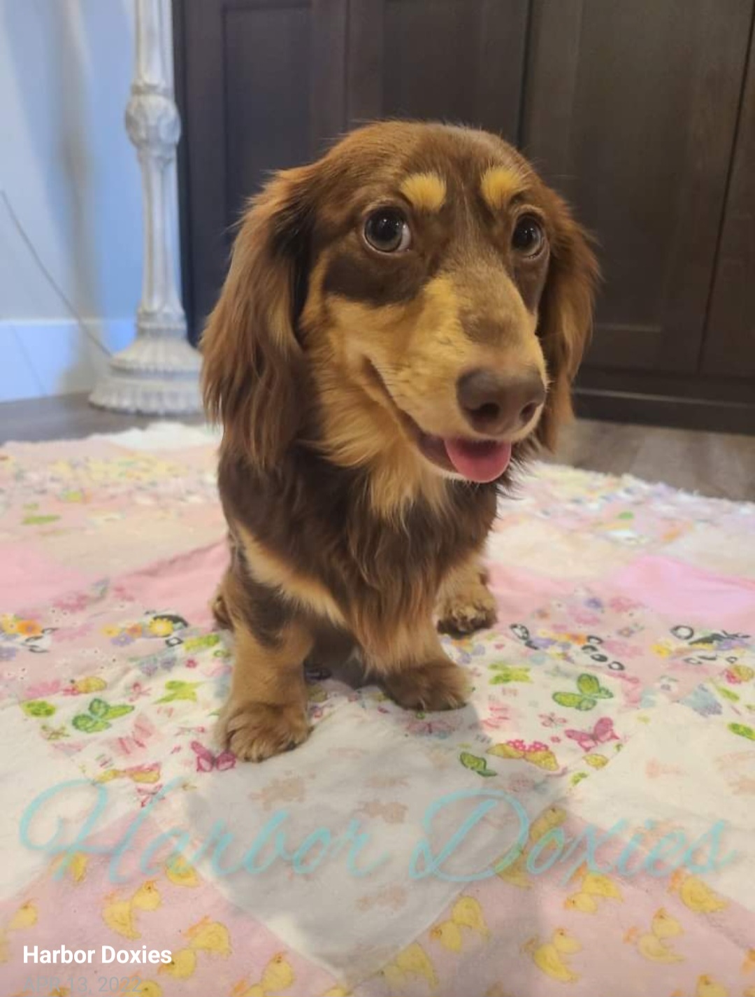 Remi - Dachshund