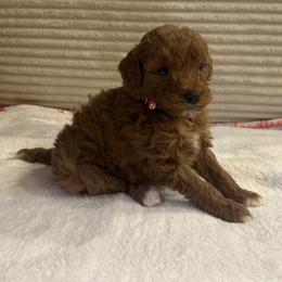 Oscar - Red  male Goldendoodle puppy in Payson, Utah from Country Sky Doodles