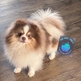 Trooper - Pomeranian