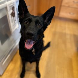 Millie - German Shepherd