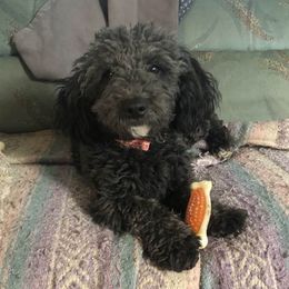 Enzo - Yorkipoo
