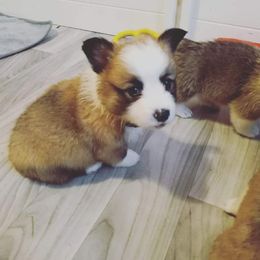 Pembroke Welsh Corgi Puppies from Milton Corgis