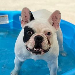 Dachshunds and French Bulldogs from Small Wonders Kennel, LLC
