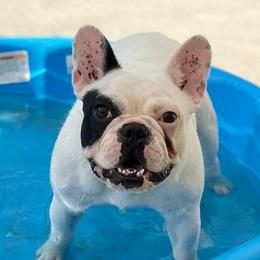 Dachshunds and French Bulldogs from Small Wonders Kennel, LLC