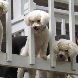 Bichon Frises from Bichon Oasis