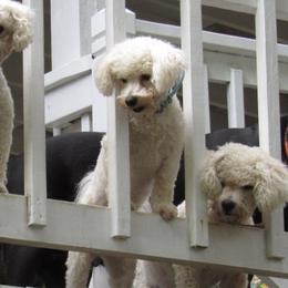 Bichon Frises from Bichon Oasis