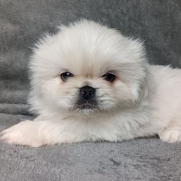 White Cream Boy - White male Pekingese puppy in Batesburg Leesville, South Carolina from My Unique Peke