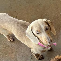 Daisy - Dachshund