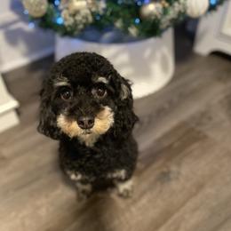 Luna - Poodle