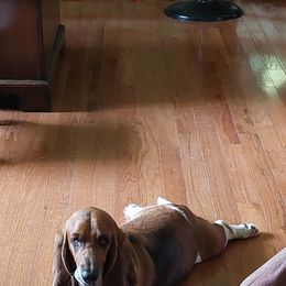 "Roxie" Basset Hound Puppies from Out Law Hounds Den