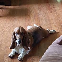 "Roxie" Basset Hound Puppies from Out Law Hounds Den