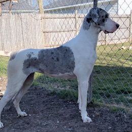 AMARIS - Great Dane