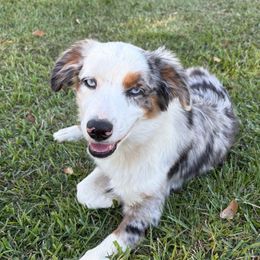 Jay - Blue merle male Miniature Australian Shepherd puppy in Taylorsville, Mississippi from Magnolia Aussies