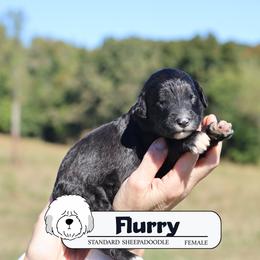 Flurry - Black and white female Sheepadoodle puppy in Cleveland, Tennessee from Narrow Path Old English & Sheepadoodles