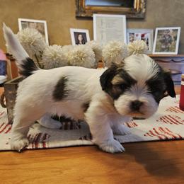 Boy 1 - Tricolor male Shih Tzu puppy in Memphis, New York from Cross Lake King Cavs