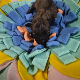 Sage - Black and tan brindle female Havanese puppy in Richmond, Texas from Marcia Hamlet