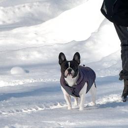 Truly - French Bulldog