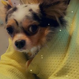 Chihuahua Puppies from Grandbaby Chihuahuas