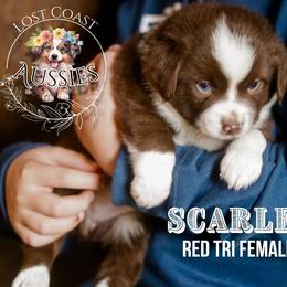 Scarlet - Red tri-color female Miniature American Shepherd puppy in Ferndale, California from Lost Coast Aussies