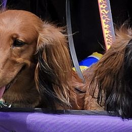 Dachshunds from Cynthia's Dachshunds