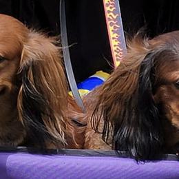 Dachshunds from Cynthia's Dachshunds
