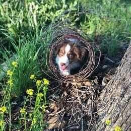 Australian Shepherd and Miniature Australian Shepherd Puppies from Holly Spring Farm Australian Shepherds