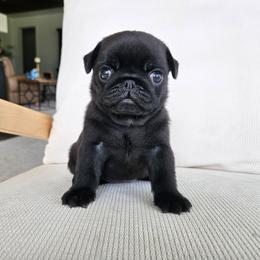 Girl 3 - Black female Pug puppy in Jacksonville, North Carolina from Coliseum de Cassiope