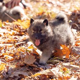 Pomsky Puppies from New World Pomskies