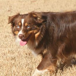 Roxy - Miniature Australian Shepherd