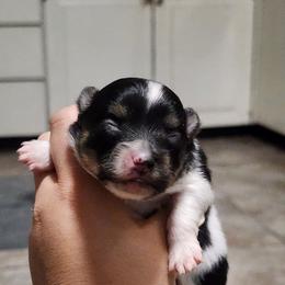 Angel - Tri-colored female Pomeranian puppy in Fort Worth, Texas from Picture Perfect Poms