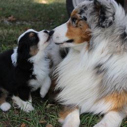 Australian Shepherd and Soft Coated Wheaten Terrier Puppies from Ironwood Ridge Kennels